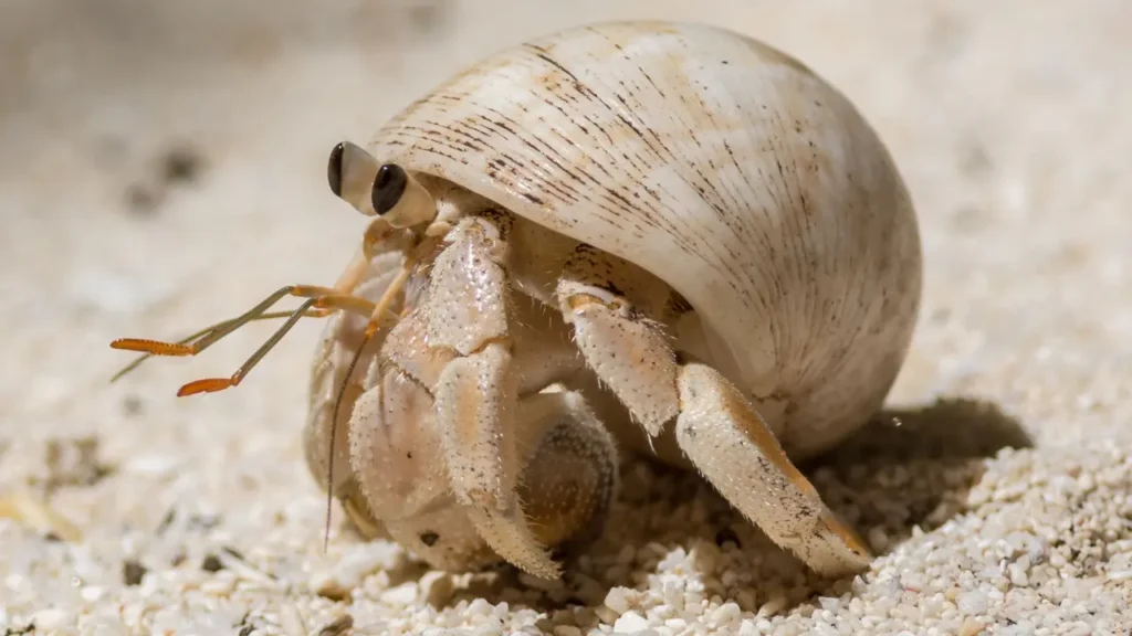 cute hermit crab