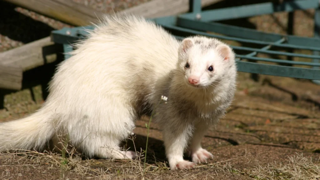 white ferret