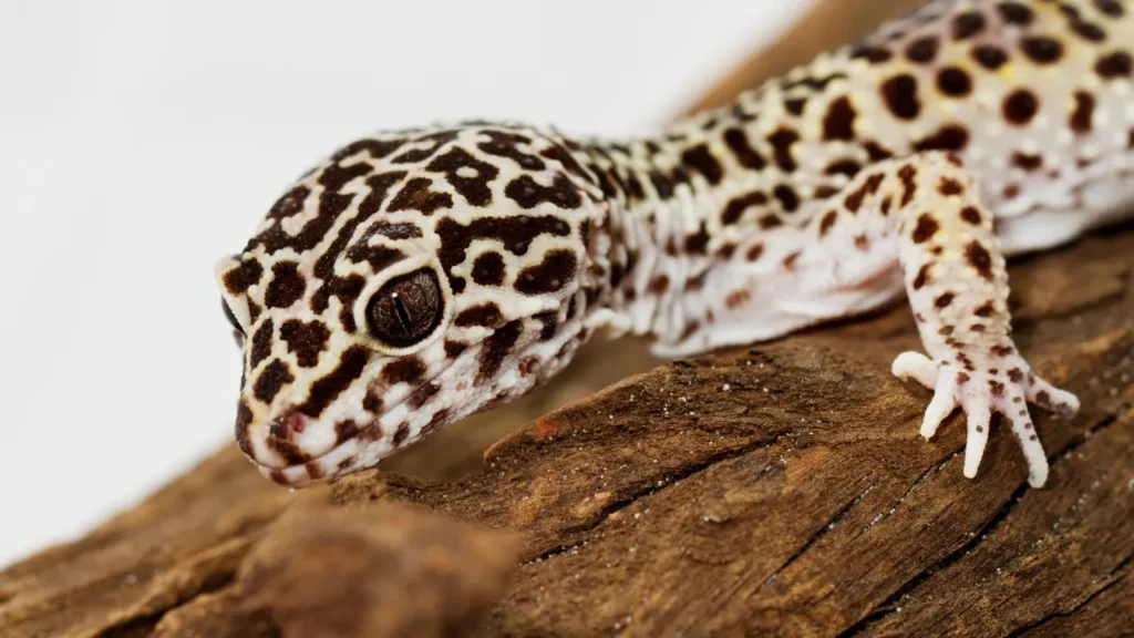 a leopard gecko sitting on top of a piece of wood