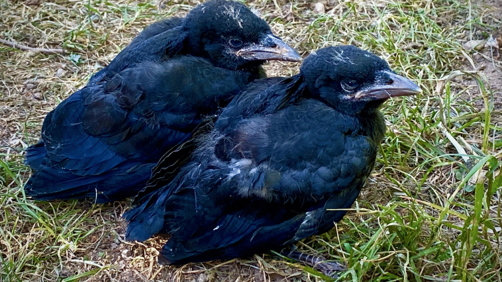 cute crow's baby