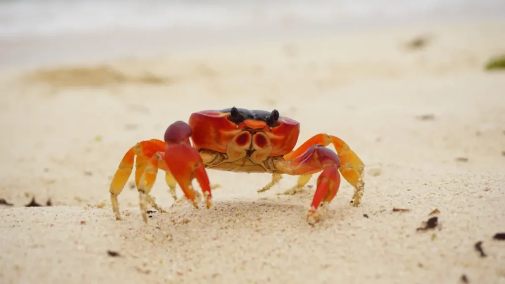 baby crab