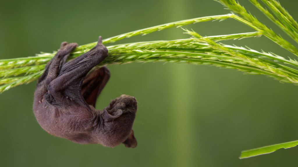 baby bat