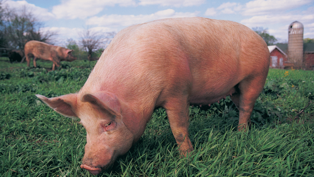 pigs in farm