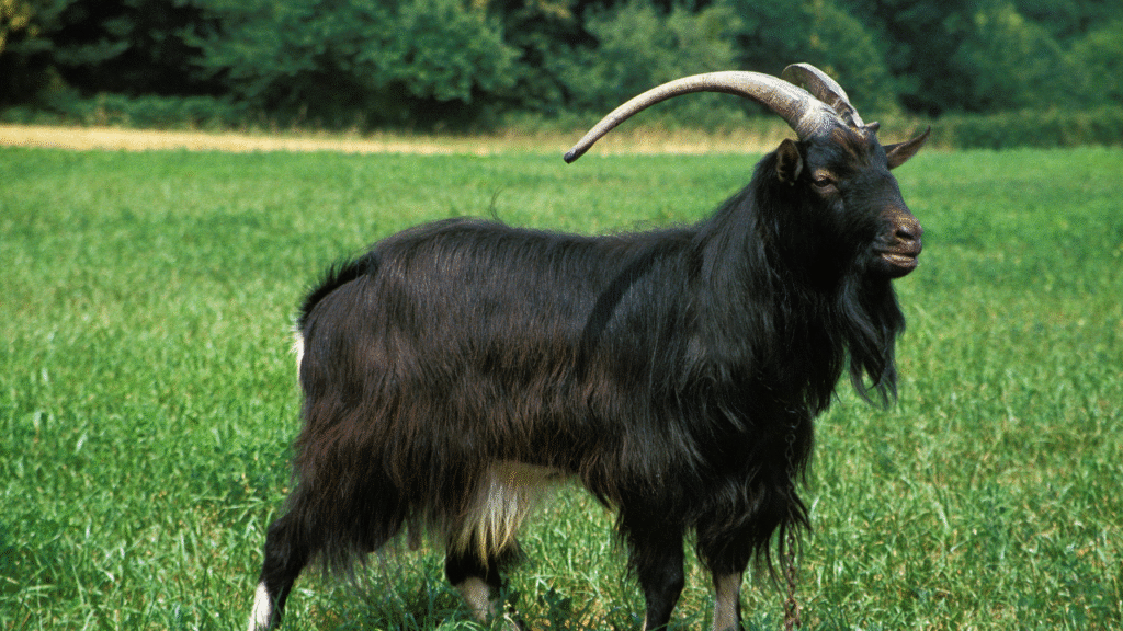 black sheep