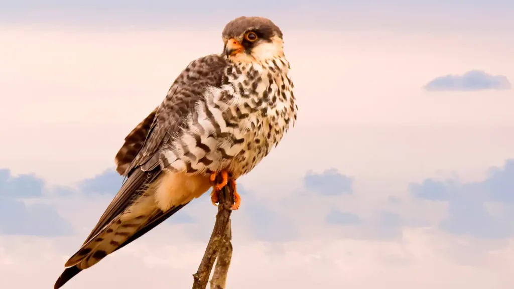 A hawk sitting on top of a stick in front of a cloudy sky