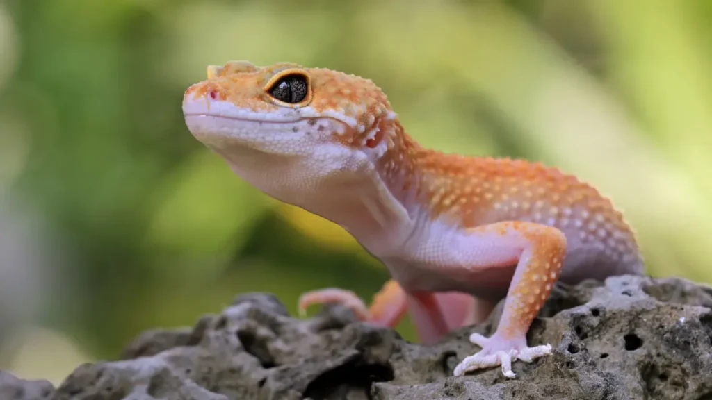 an orange and white geckole on top of a rock