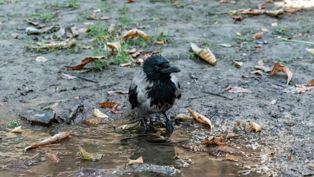 baby crow