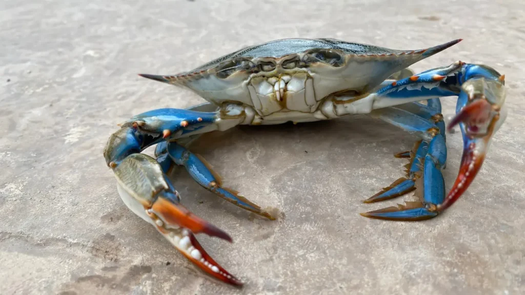 blue crab