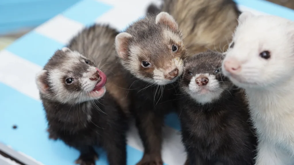 group of ferret