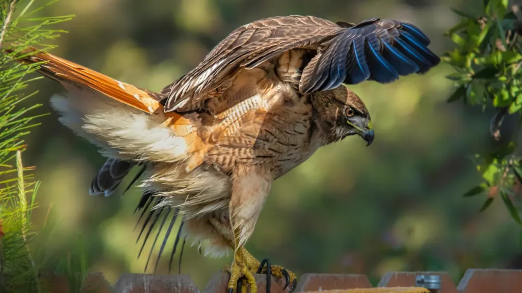 a red tailed hawk spreads its wings on a fence