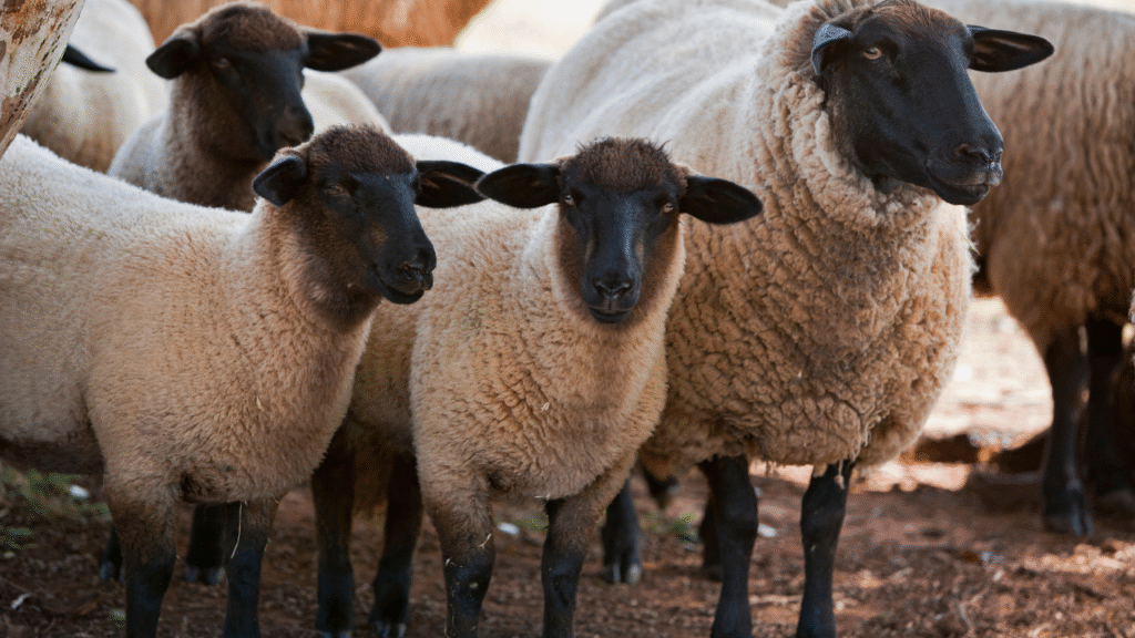 sheep market