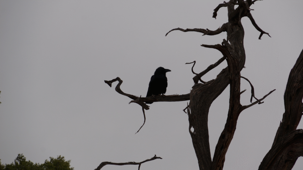 crow sitting on branch of tree