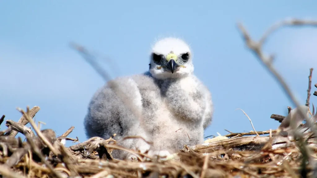 A baby hawk is sitting on top of a nest