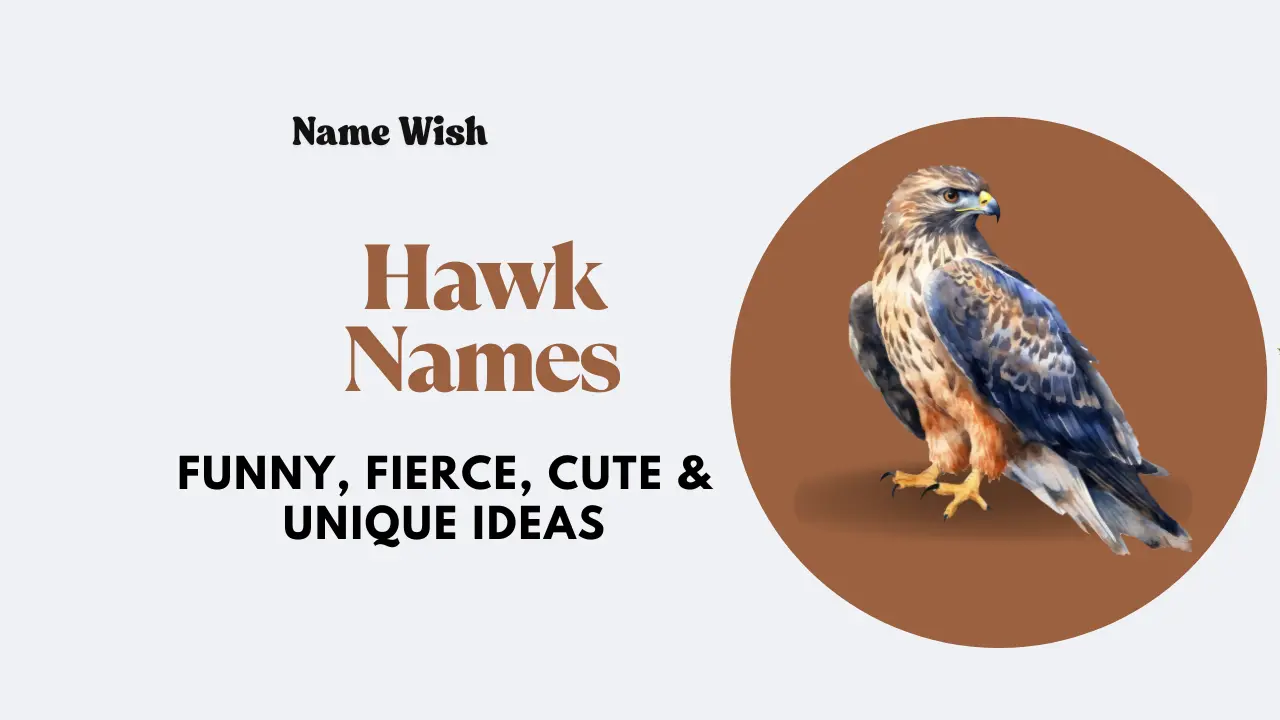 Hawk names