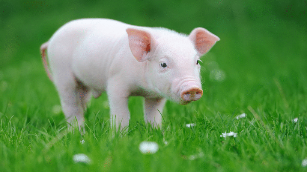 baby pig