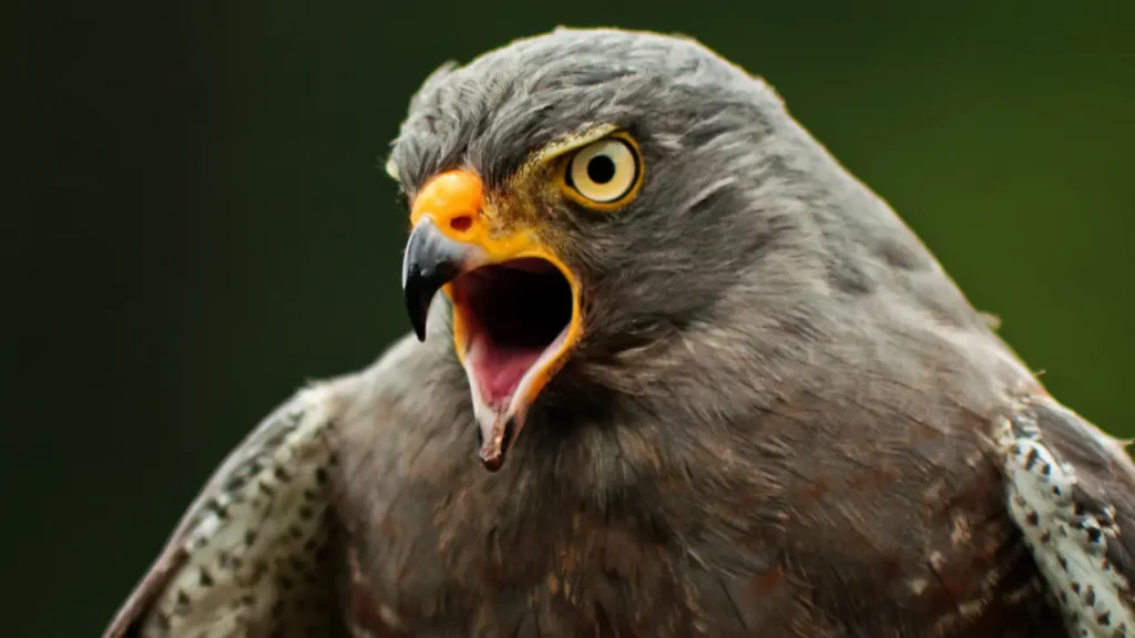 a close up of a hawk with its mouth open