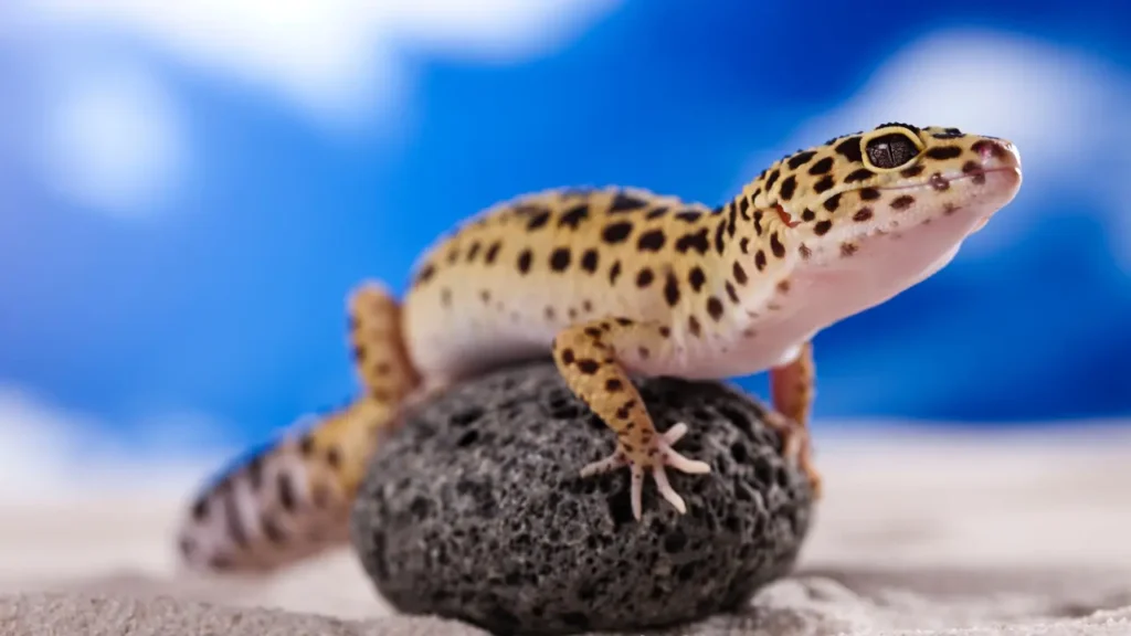 A leopard gecko on top of a rock in the sand