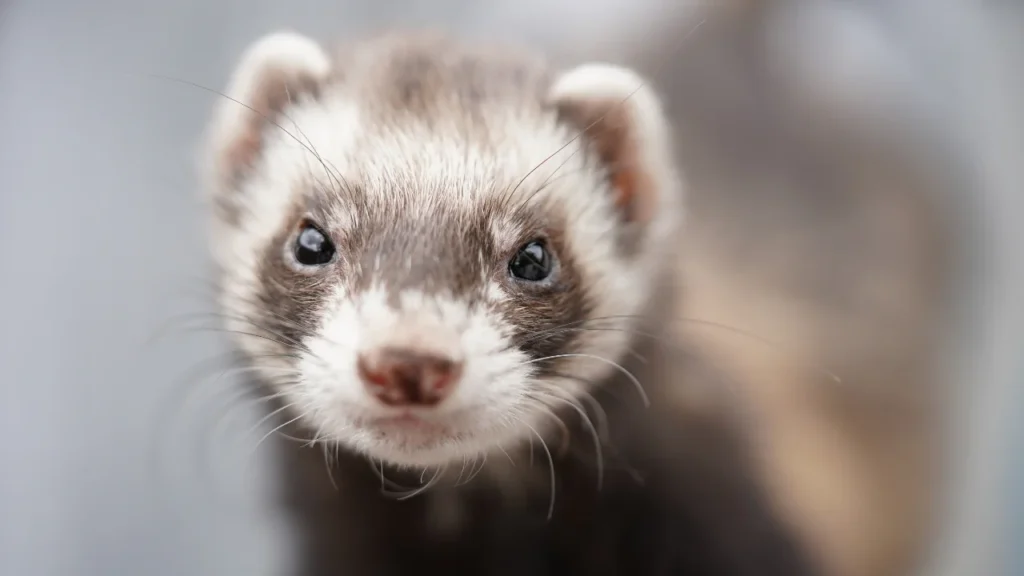 good ferret