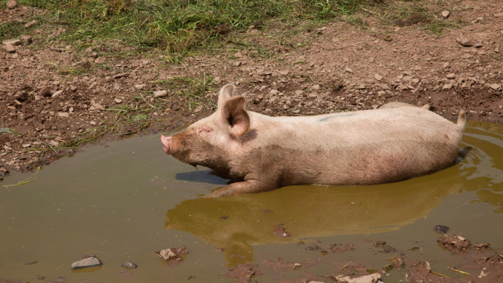 pig in mud