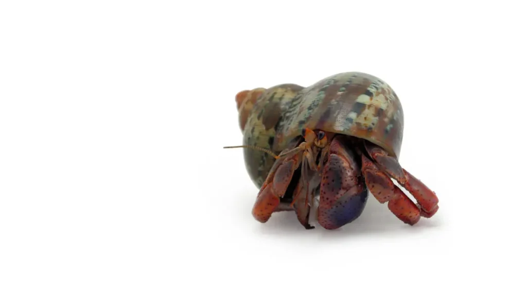 hermit crab
