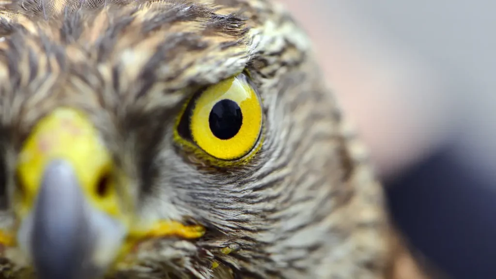 a close up of an eagle's face with yellow eyes