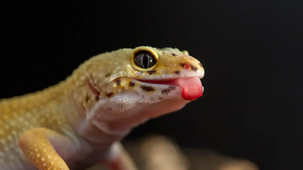 close up of a geckole with its tongue out